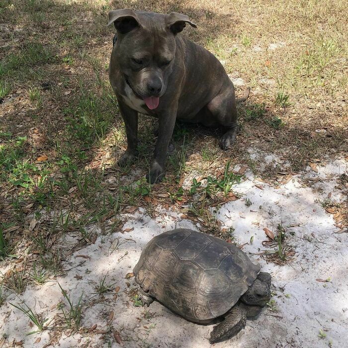 Somehow These Two Look Similar