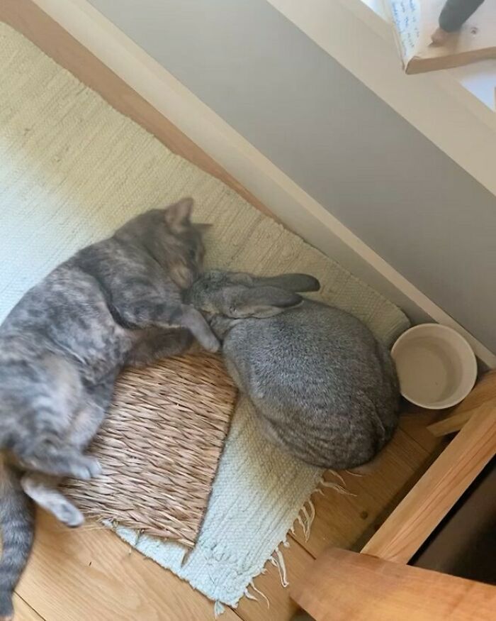 These Two Must Be Twins