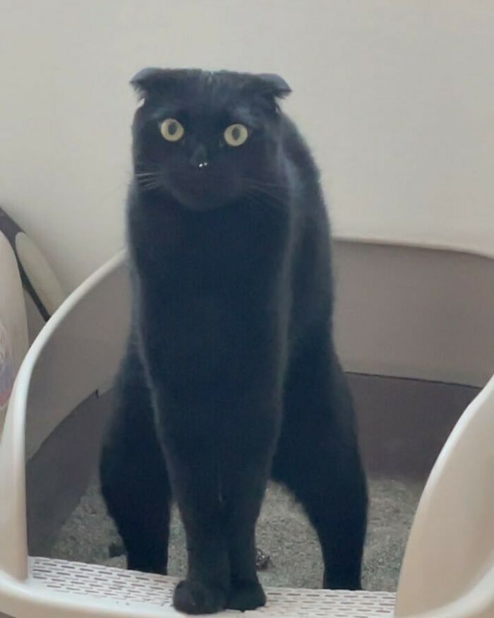 Meet Meonji The Black Cat That Is The Instagram Sensation