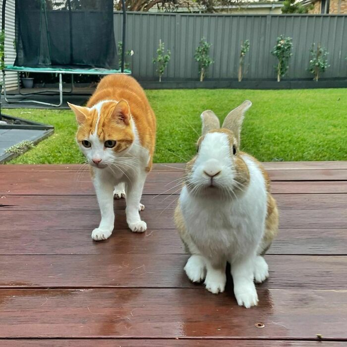 What Is Ginger And Fluffy? Us