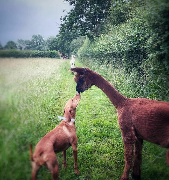 Morning Kisses For These 2