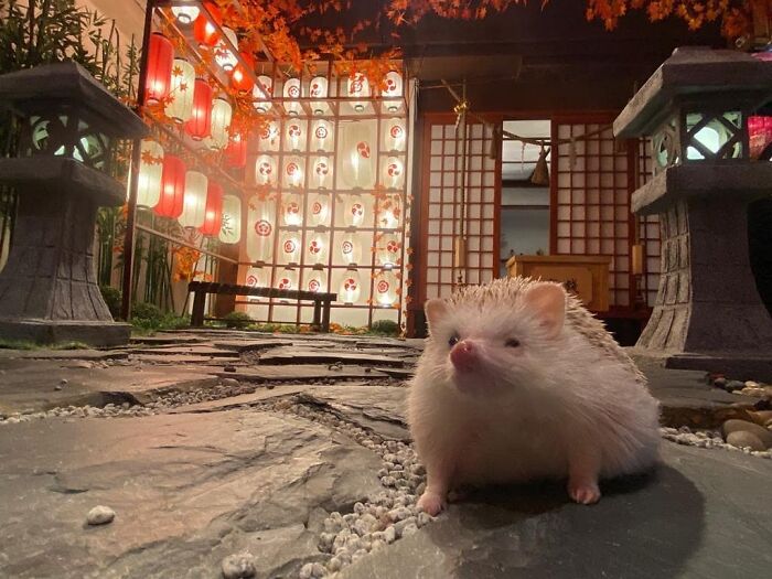 Mom Took Me To Japan