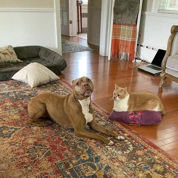 A Rare Appearance By Griffin