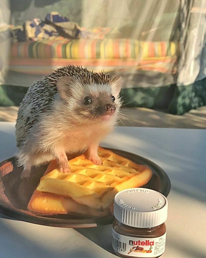 I Have A Sweet Tooth, Do You?