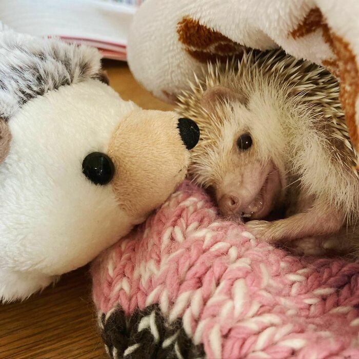 Guess Which One Is Real