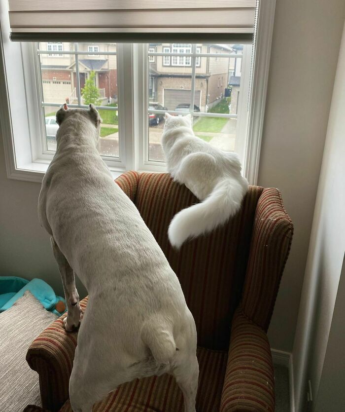 Enjoying The View Together This Rainy Sunday
