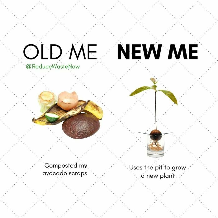 Follow @reducewastenow For Easy, Actionable Ways You Can Help The Environment!
would You Try This? 🥑
tag Someone Who Loves Gardening!
how To Grow Your Own Avocado Plant:
1. Place The Pit In A Glass Of Water With Tooth Picks Over Either End (As Pictures), Wider Side Down
2. Replenish Water As The Plant Grows. When It Grows To 6 Or 7 In, Prune Back To 3 In
3. Once The Plant Grows New Leaves, Plant It In A Pot With Soil
4. Keep The Plant In A Sunny Spot Out Of Direct Sunlight & Let The Soil Dry Between Waterings! 💚
**note: If You Decide To Plant Your Avocado Sapling Outdoors, It Takes 5 Or More Years To Become Full Grown & May Not Bear Fruit!
would You Try This?
click The Link In Bio To Shop Sustainable Alternatives To Everyday Products!
#reducewastenow
#zerowaste #plasticfree #ecofriendly #noplastic #recycle #plasticfreejuly #savetheplanet #nomoreplastic #reuse #sustainableliving #lesswaste #plasticwaste #lessplastic #nowaste #green #zerowastelifestyle #zerowastehome #plasticpollution #earthfriendly