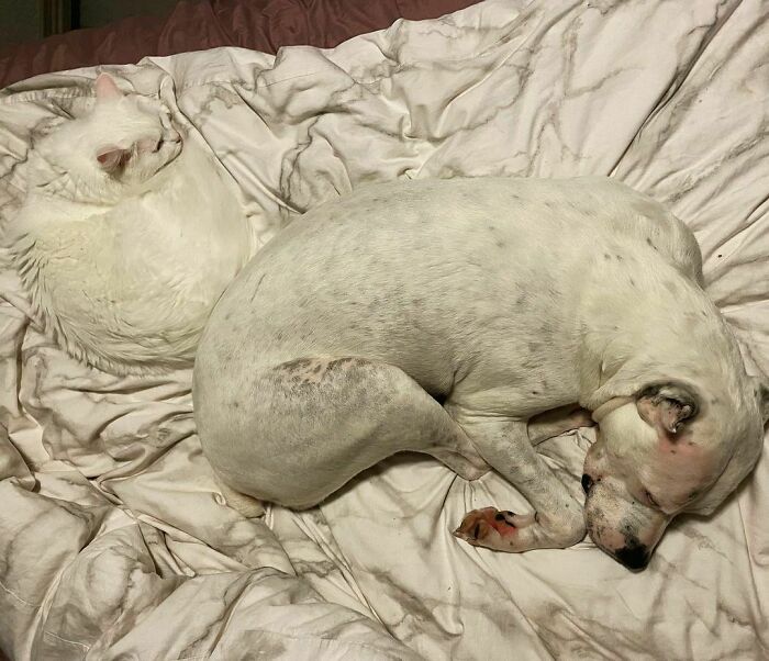 They Couldn’t Be Any Closer Without Overlapping