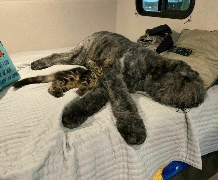 Glamping With My New Fur Buddy