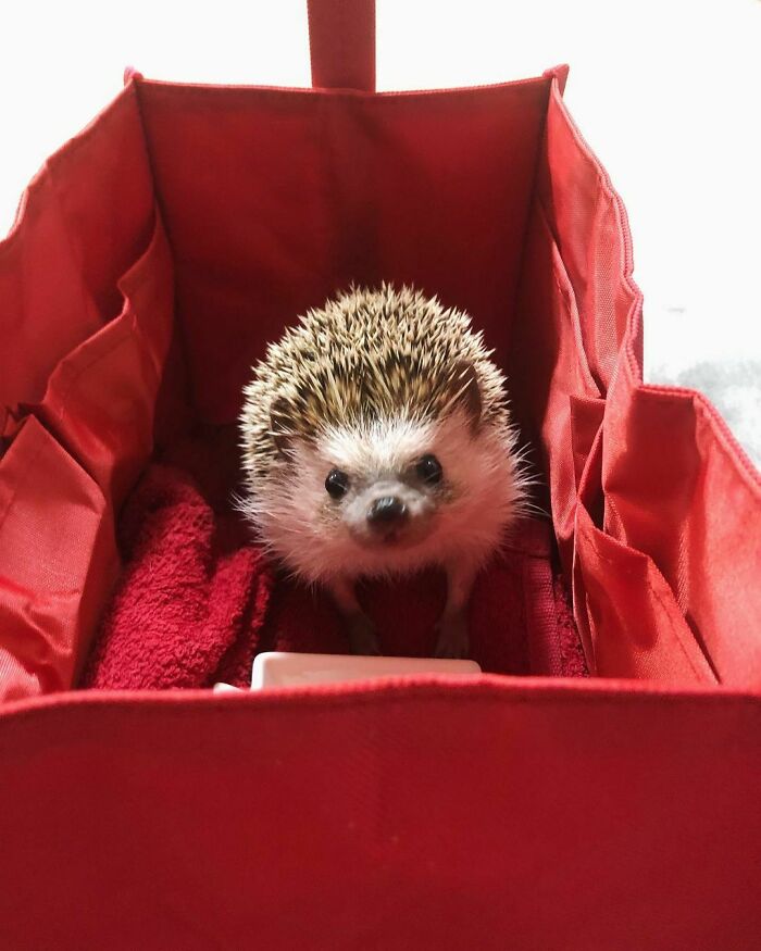 Miniature Wagon. I'm Enjoying It