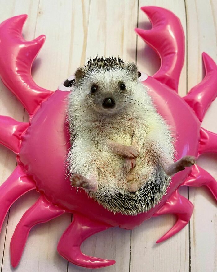 Pretending To Be A Crab