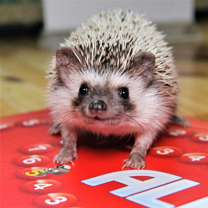 Hedgehogs Love Board Games As Much As We Do