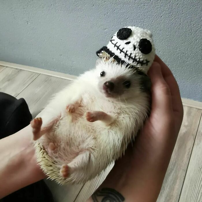 Jack Got A Little Jack Hat