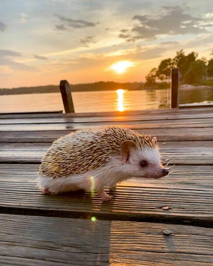 When The Light Hits Your Whiskers Just Right