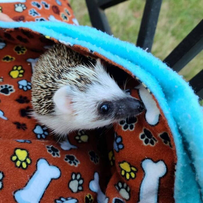 Cute Hedgehog