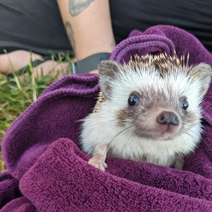 This Little Prick Melted My Heart