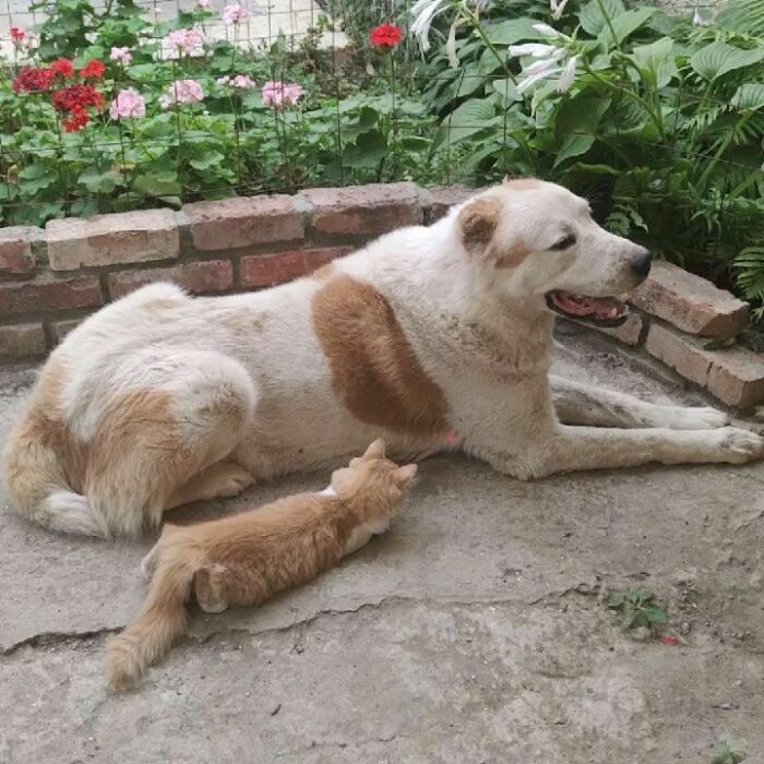 You Can Look Forever At The Patience Of The Dog And The Impudence Of The Kitten