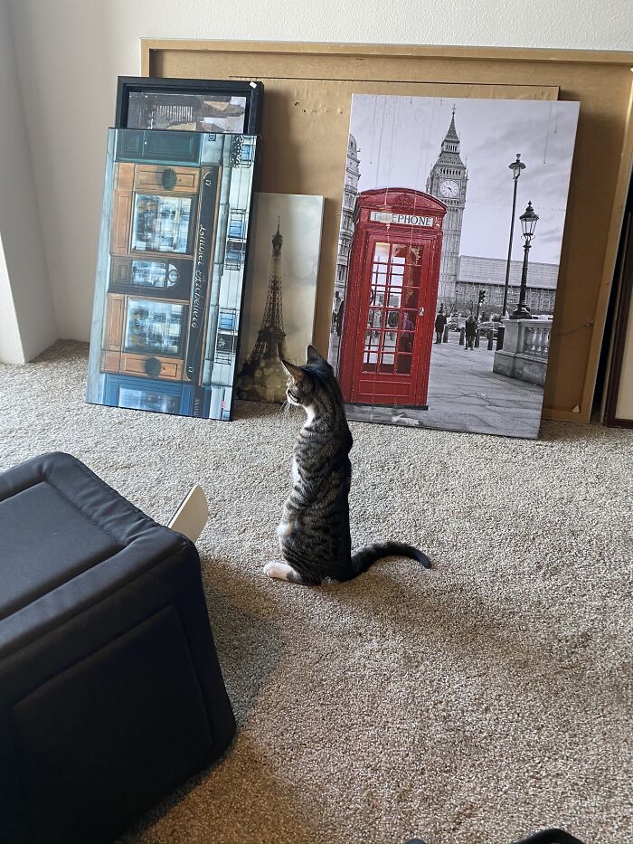 They Still Do Not Suspect I Am A Mere Cat