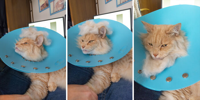 Emergency Tooth Extraction Didn't Stop My Golden Boy Chataro From Derping It Up For The Camera.