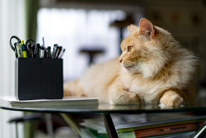 My Rescue Cat Chataro. He's Been My Constant Companion Since The Day He Arrived, Five Years Ago.