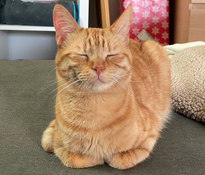 Happy Orange-Loaf On The Rise. It’s The Yeast I Could Do.
