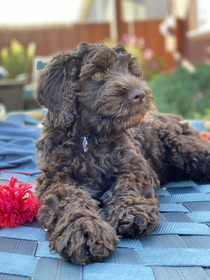 Pet Name Is Coco. He Is Cute And Funny.