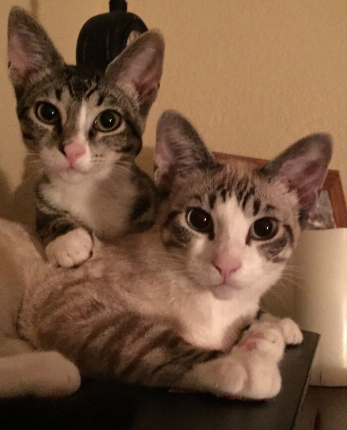 Gracie And Sophie, My Gorgeous Girls.