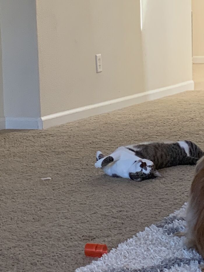 The Most Dog Like Cat, Phoenix