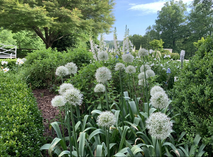 Allium And Foxglove Spring Of 2020 Atlanta Georgia