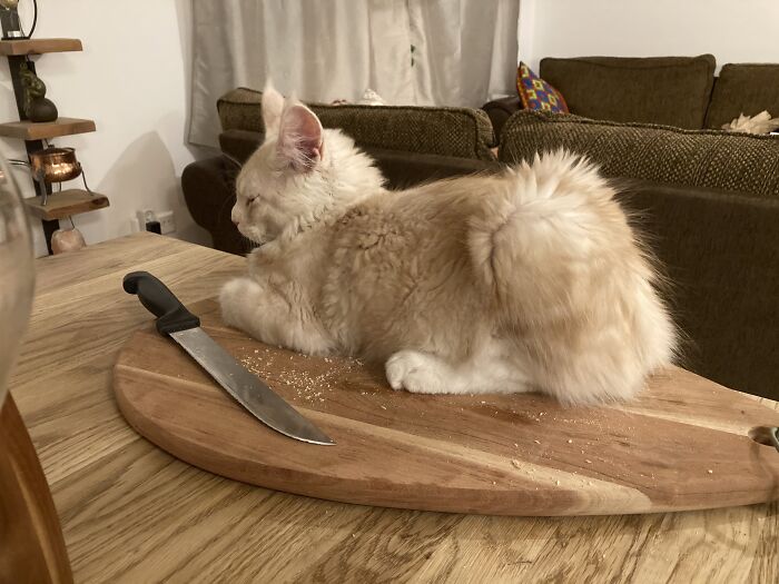 Not Perfect Loafcat But Perfect Placement