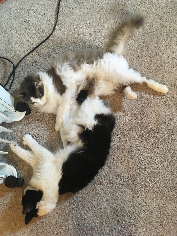 Nellie (Black) Passed Away Last Month. This Is Her And Her Brother Silas Warming Up By The Heater.