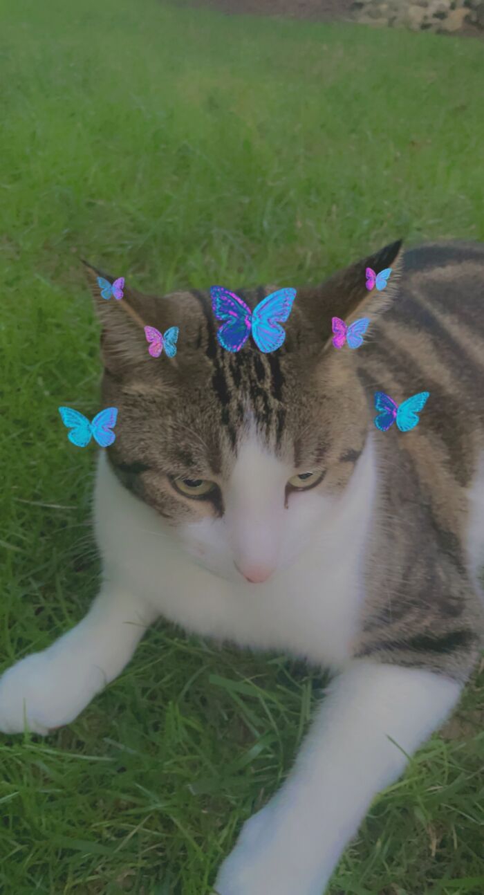 Not Mine, But My Grandpa’s Cat. With A Snapchat Filter.