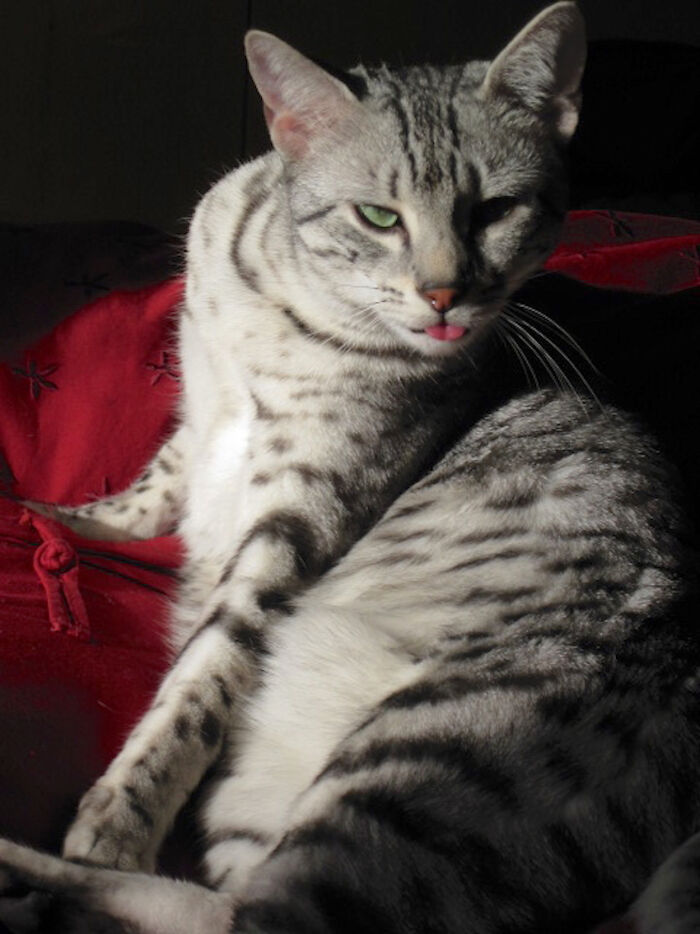 My Little Devil Ra...