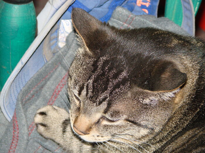 Dippedinpaint, My Old Lady