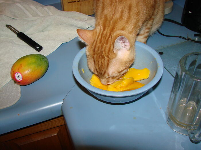 Einstein Eating My Mango.