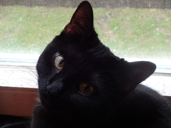 Gina, Hanging Out Next To The Window