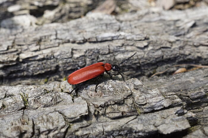 Pyrochroa Coccinea On A Log At The Roadside.