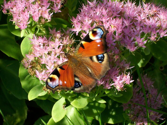 European Peacock Feeding From Our Sedum