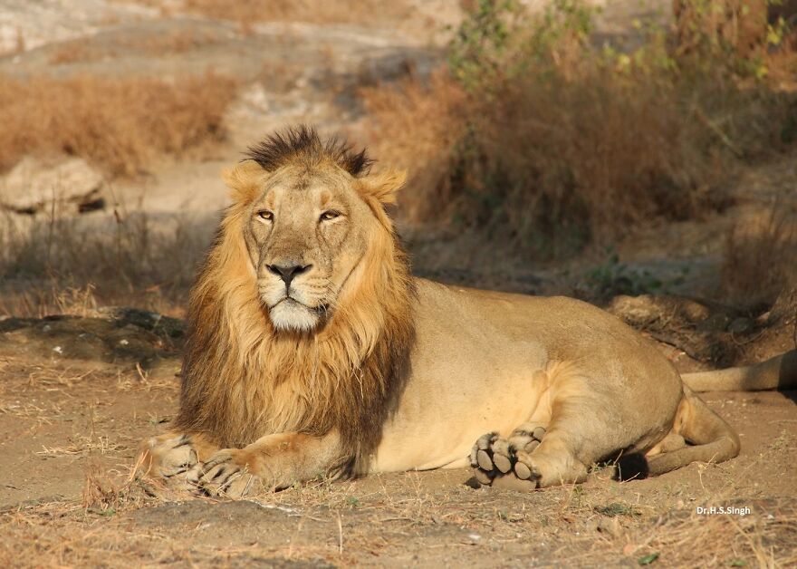 Hey Pandas! Today Is The International Lion Day. Let&rsquo;s Celebrate With A Bit Of Culture!