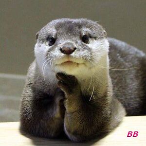 madameberlioz avatar