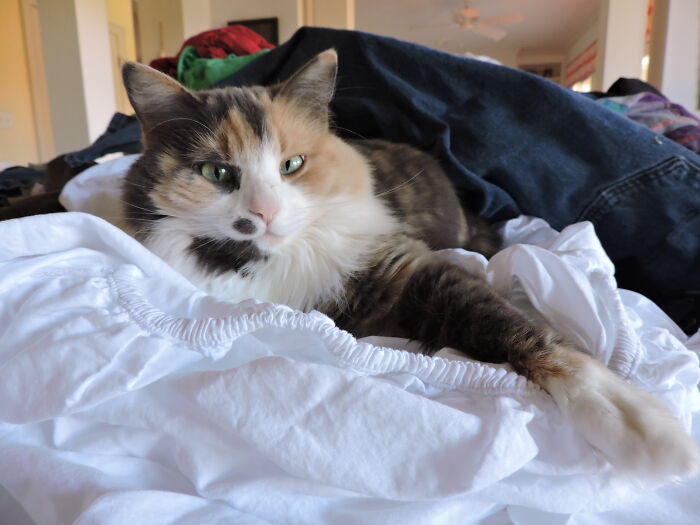 Dixie - Queen Of Our House