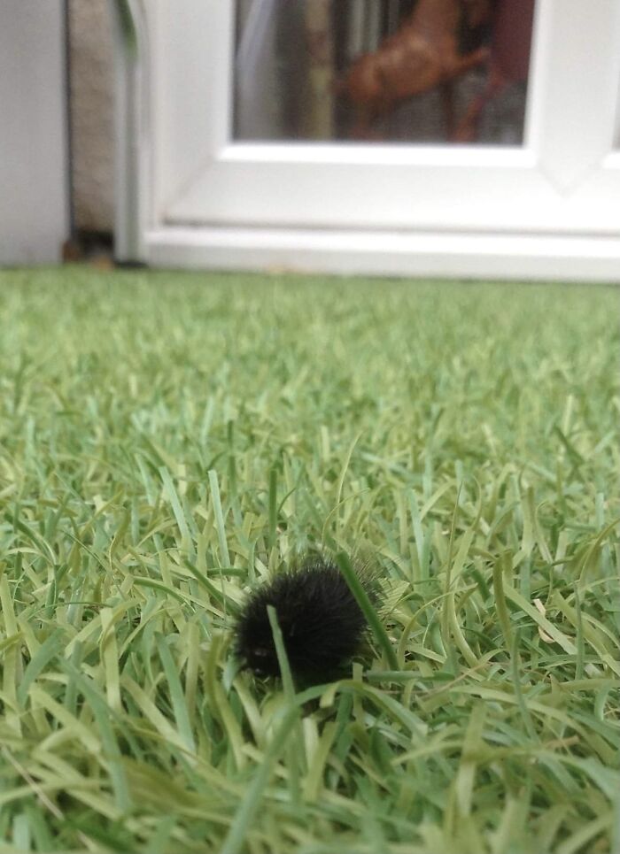 Fluffy Caterpillar I Found That Looks Like A Soot Sprite From My Neighbour Totoro