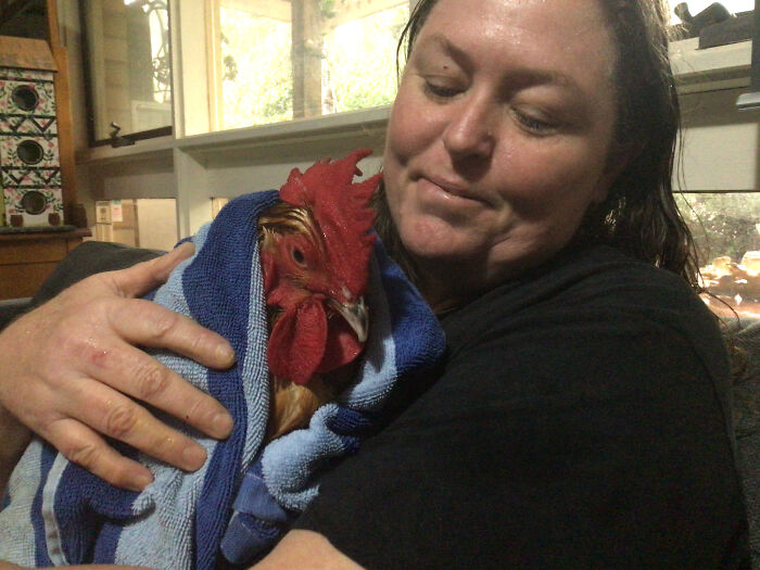 My Little Blind Chicken (Smaug) Snoring While My Mum Pats Him