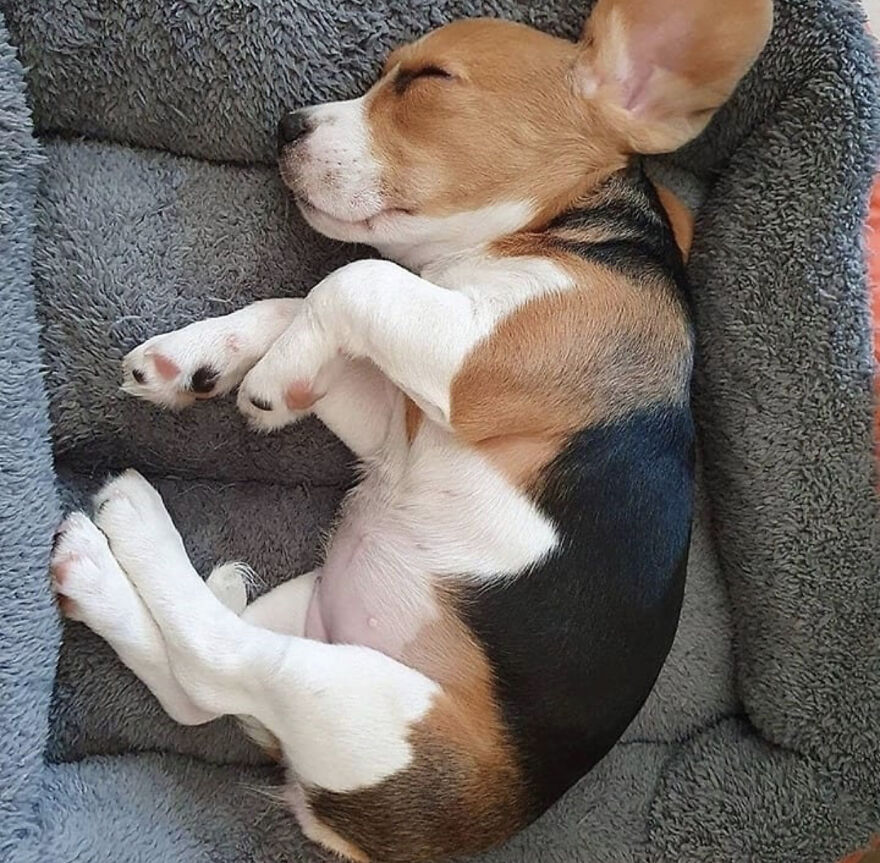 Hey Panda , Post The Sleepy Picture Of Your Pet