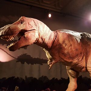 victoria_nesbitt avatar