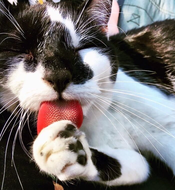 Lil’ Bob’s Strawberry Tongue