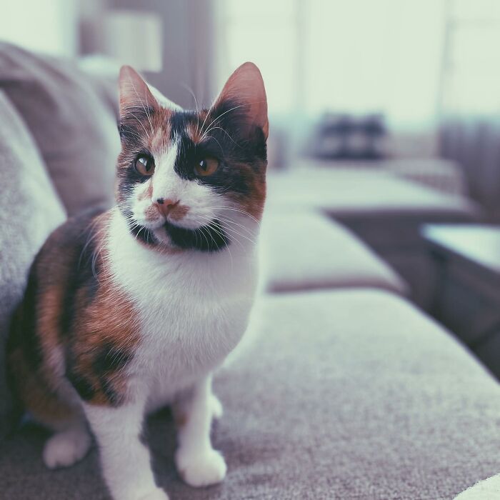 I Rescued Ellie From Underneath My Grandma's Porch..