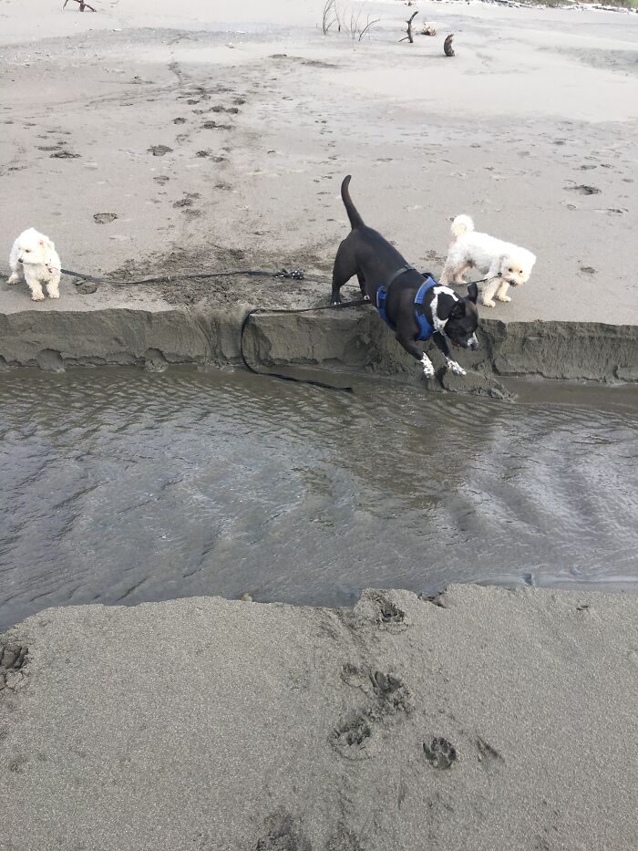 My Dog Sophie Teaching My Mom’s (House) Dogs How To “Outside”.