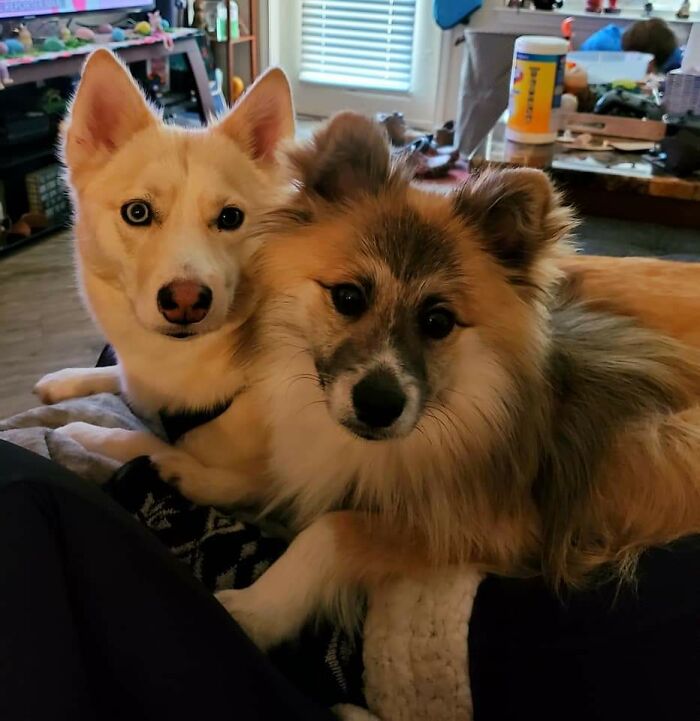 Somehow They Get 1000 Times Cuter When You Have Food.