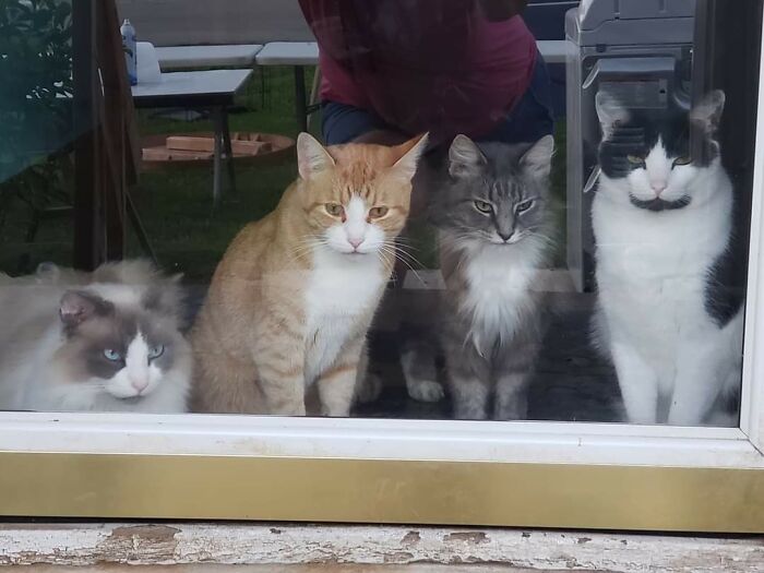 Kobe, Tigger, Fluffy, And Sam